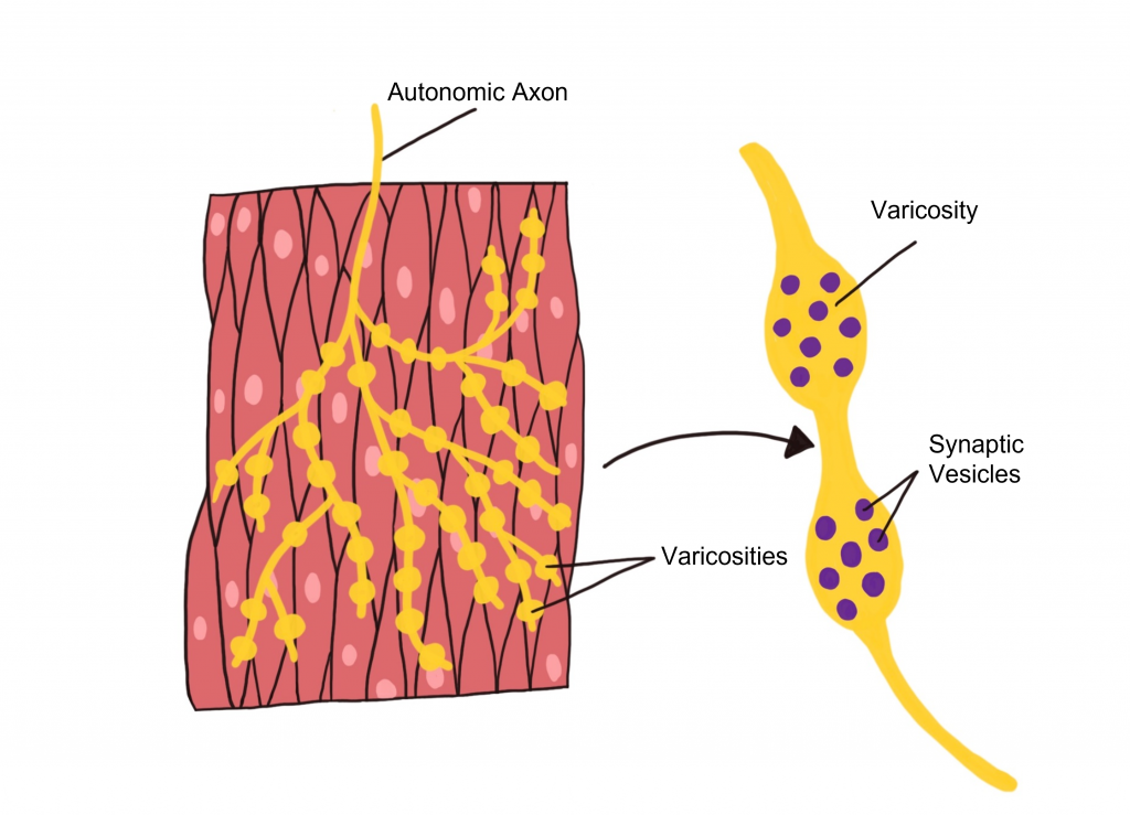 Image of an autonomic synapse that uses varicosities to deliver neurotransmitter to tissues. Details in caption and text.