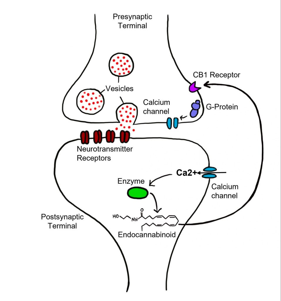 Endocannabinoids act as retrograde neurotransmitters by being released from the postsynaptic cell and binding to CB1 receptors on the presynaptic cell. Details in caption and text.