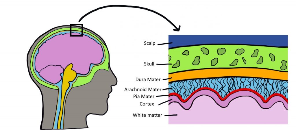 The dura mater, arachnoid mater, and pia mater are the three meninges that cover the brain (from outer most covering to inner most covering)
