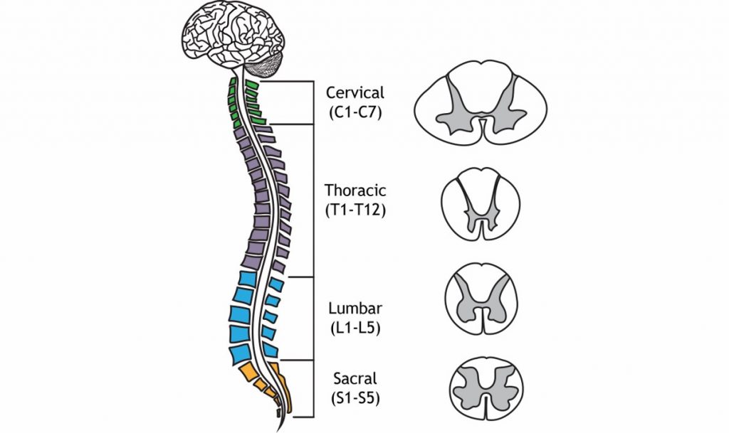 Illustration of the four regions of the vertebral column and representative spinal cord cross sections for each region. Details in caption and text.