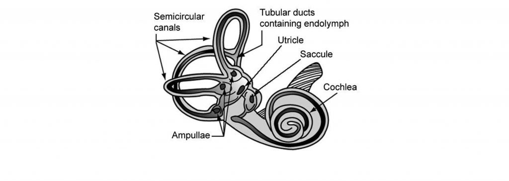 Image of the structures of the inner ear. Details in caption and text.