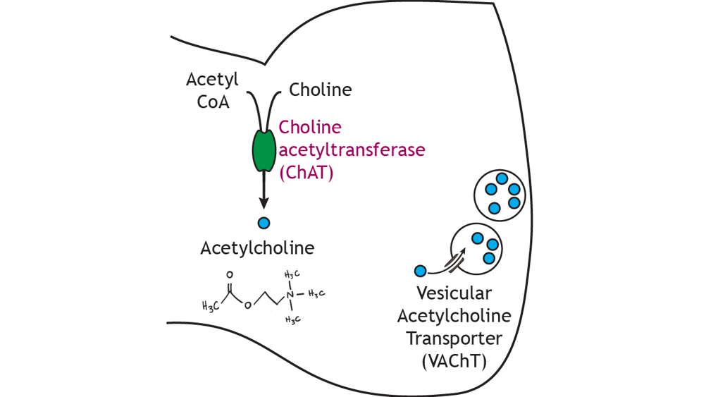 Illustrated pathway of acetylcholine synthesis and storage. Details in caption.
