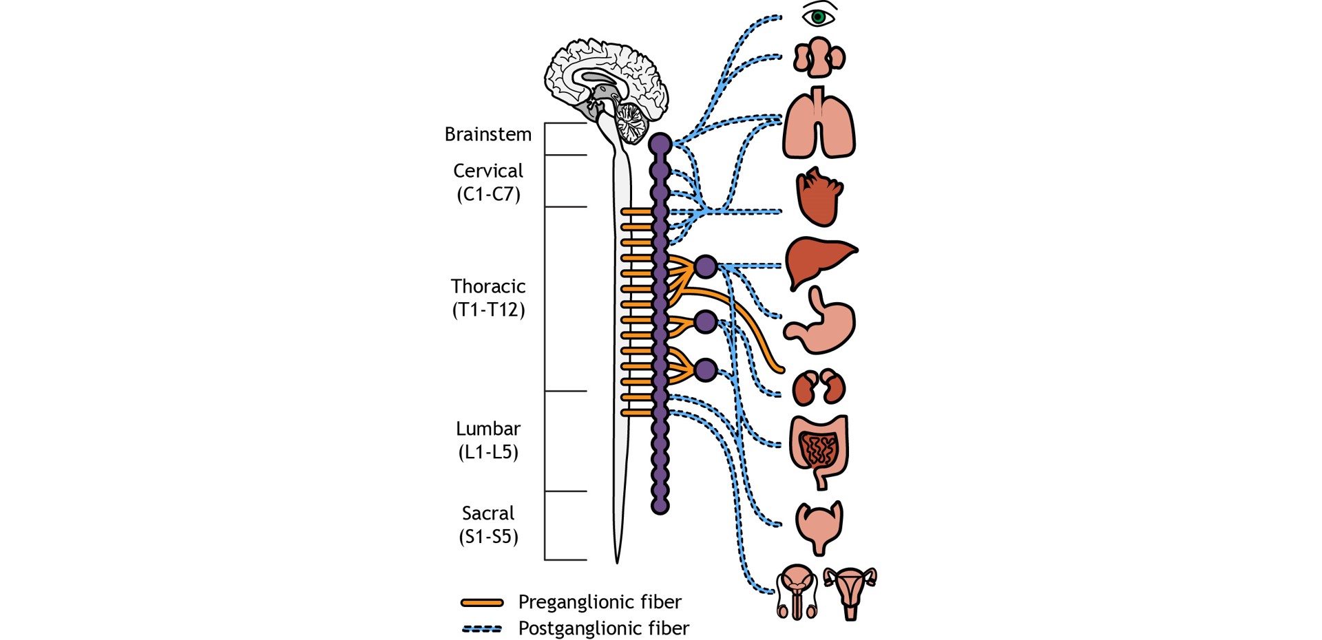 peripheral-nervous-system-introduction-to-neuroscience