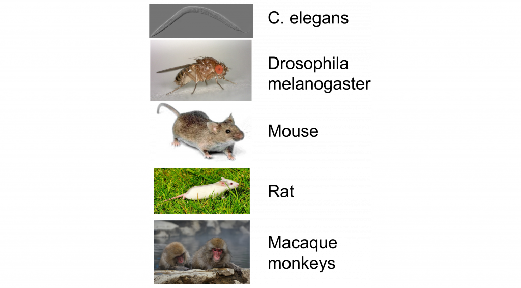Image showing different animal models in neuroscience. Details provided in the text.