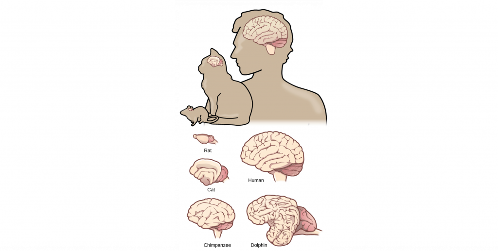 Image comparing brain sizes between different vertebrate mammals.