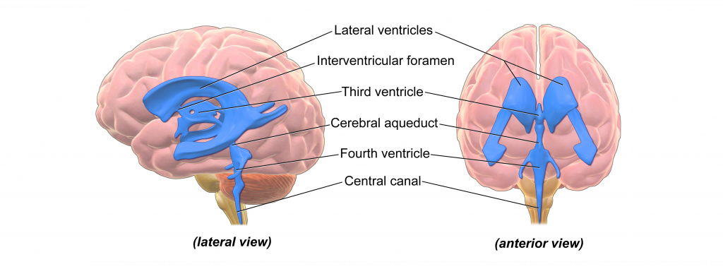 Image of ventricles of the brain and the central canal of the spinal cord. Details in the text.