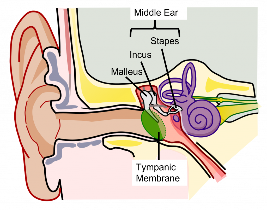 Image of middle ear anatomy. Details in caption and text.