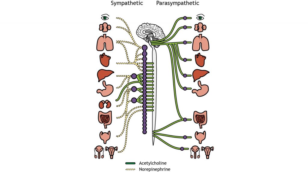 Illustration of the neurotransmitters used by the pre- and postganglionic neurons of both the sympathetic and parasympathetic nervous system. Details in caption and text.
