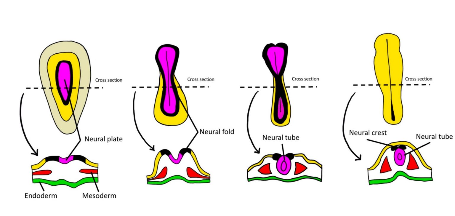 Brain Structure Differentiation – Introduction To Neuroscience