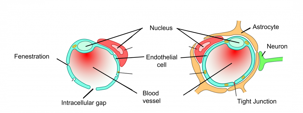 Typical blood vessels are leaky and allow for many different types of molecules to pass across the blood vessel membrane. The vessels of the blood brain barrier have astrocytes surrounding the blood vessels that do not allow for the passage of as many different substances