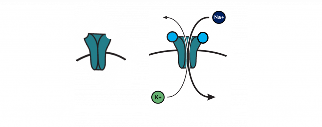 The nicotinic receptor is an ionotropic receptor that open when two molecules of acetylcholine are bound. Once open, the receptor allows movement of potassium out of the cell and sodium into the cell.