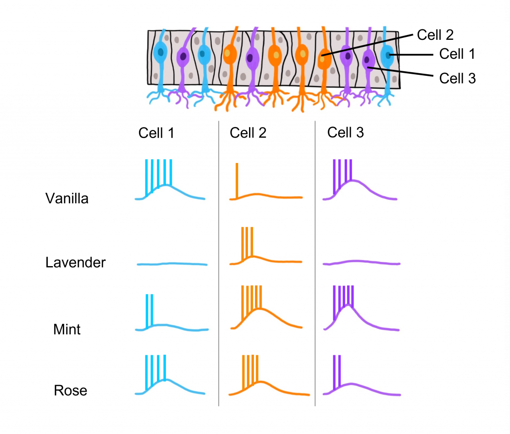 Image of olfactory receptor neurons within the olfactory epithelium and their activity in response to four different odorants. Details in caption and text.