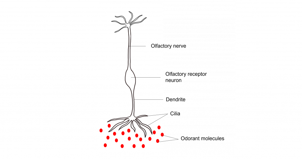 Image of structure of olfactory receptor neuron. Details in caption and text.