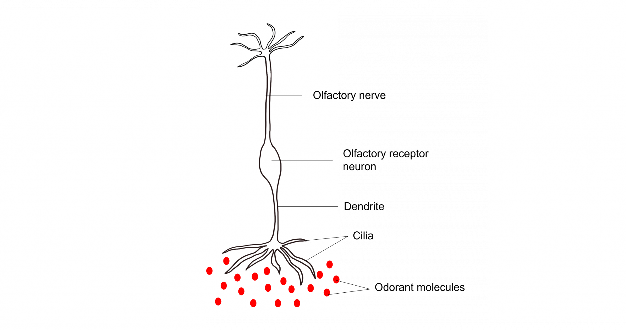 Olfactory System – Introduction To Neuroscience