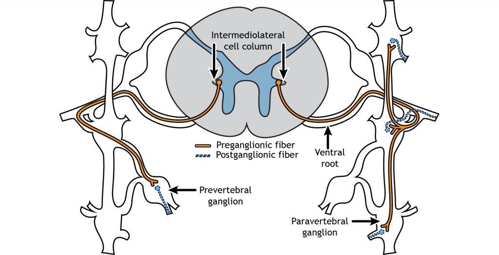 Illustration of the spinal cord, sympathetic paravertebral chain ganglia, and prevertebral ganglia. The locations of preganglionic and postganglionic fibers are shown. Details in caption and text.