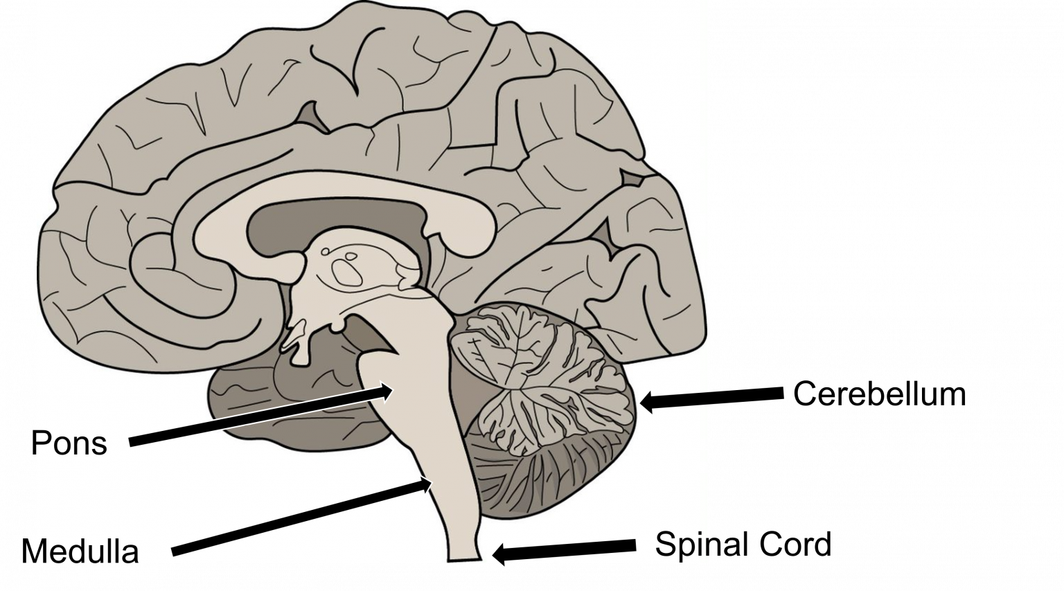 Brain Structure Differentiation – Introduction To Neuroscience