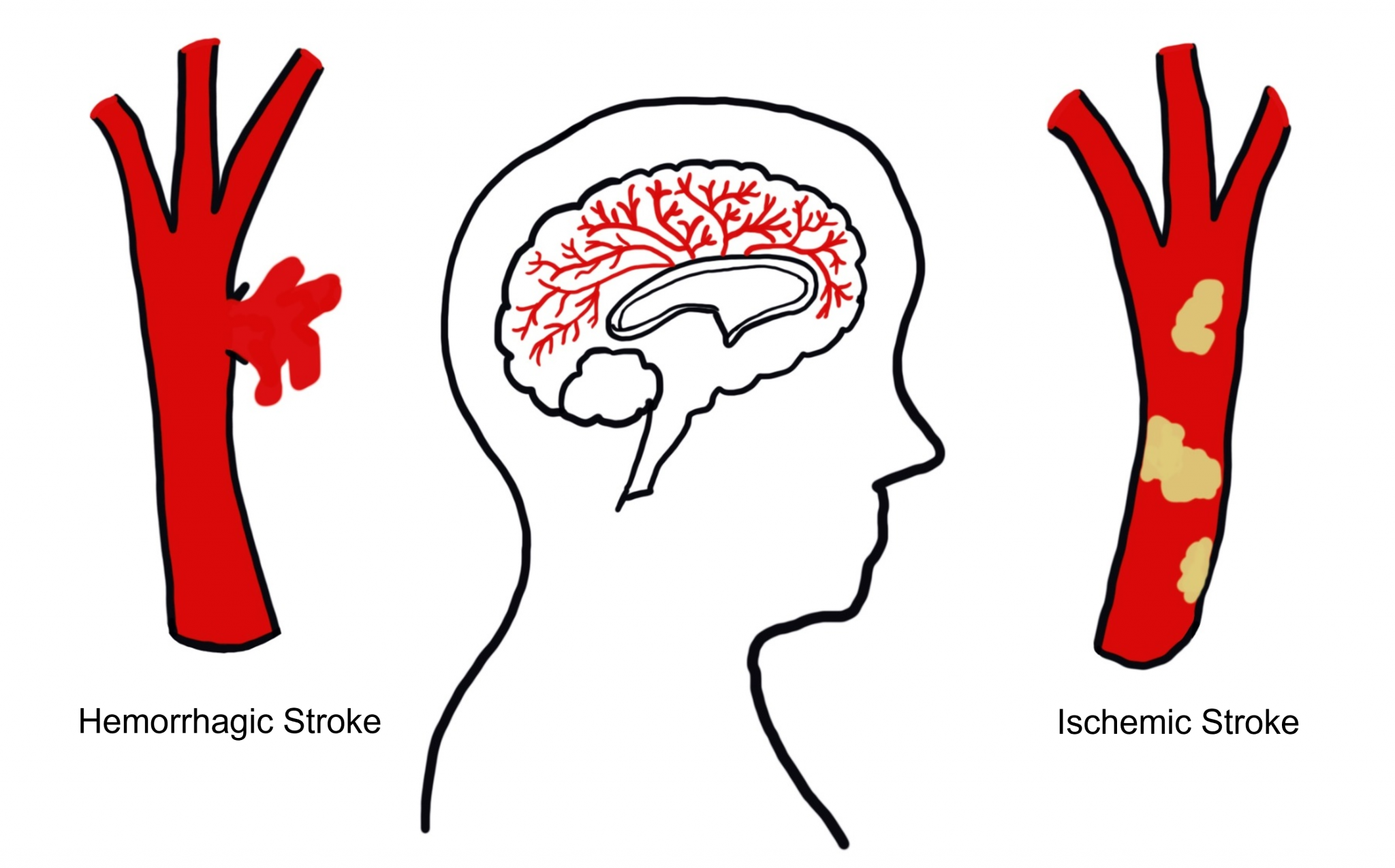 Additional Structures Of The Nervous System – Introduction To Neuroscience