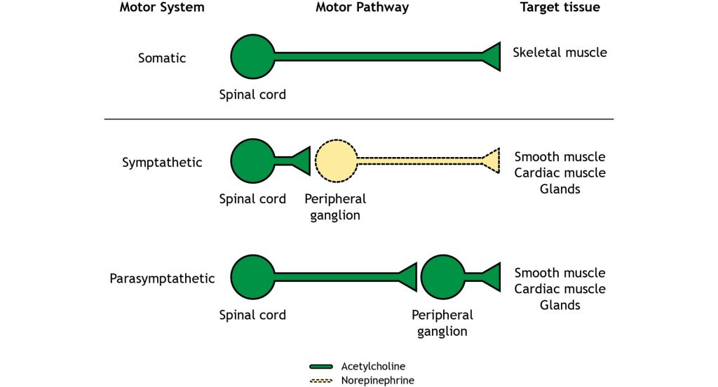 the-effectors-of-the-somatic-nervous-system-are-sandiegoqust