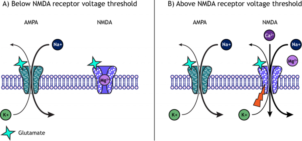 Images showing the movement of ions through AMPA and NMDA receptors. Details in caption and text.