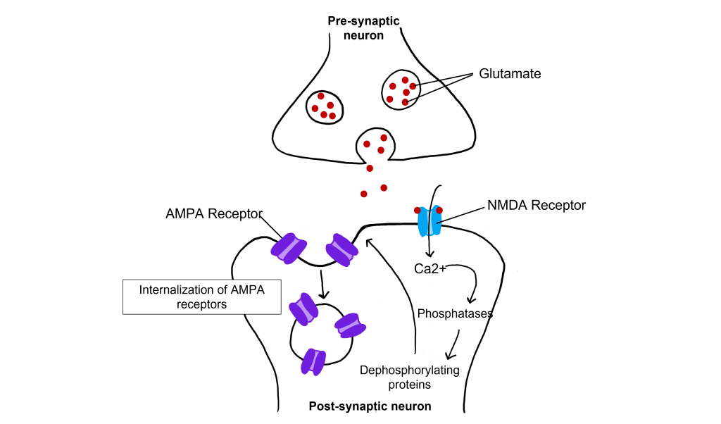 Image of a glutamatergic synapse showing influx of calcium through NMDA receptors and the effects of low levels of calcium on protein phosphatases. Details in caption and text.