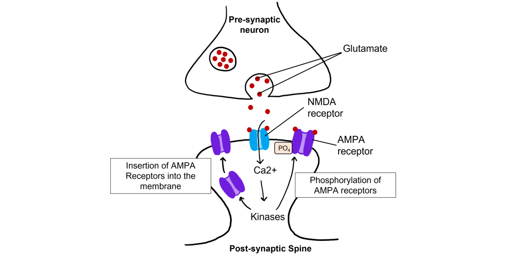 Glutamatergic synapse showing calcium influx through NMDA receptors and the effects of calcium within the cell. Details in caption and text.