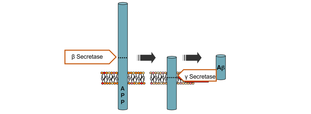 Image of APP processing. Details in caption and text.