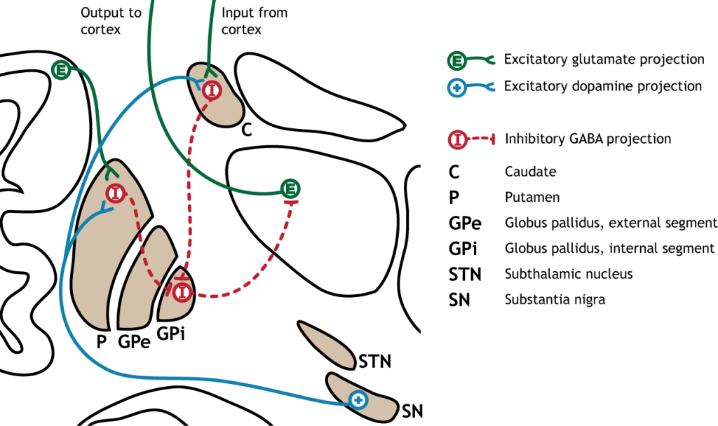 Introduction to Cortical Neurons