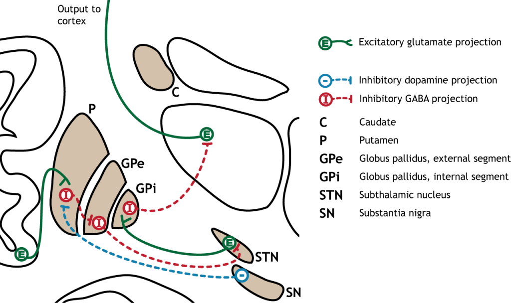 Illustration of the indirect pathway in the basal ganglia. Details in caption and text.
