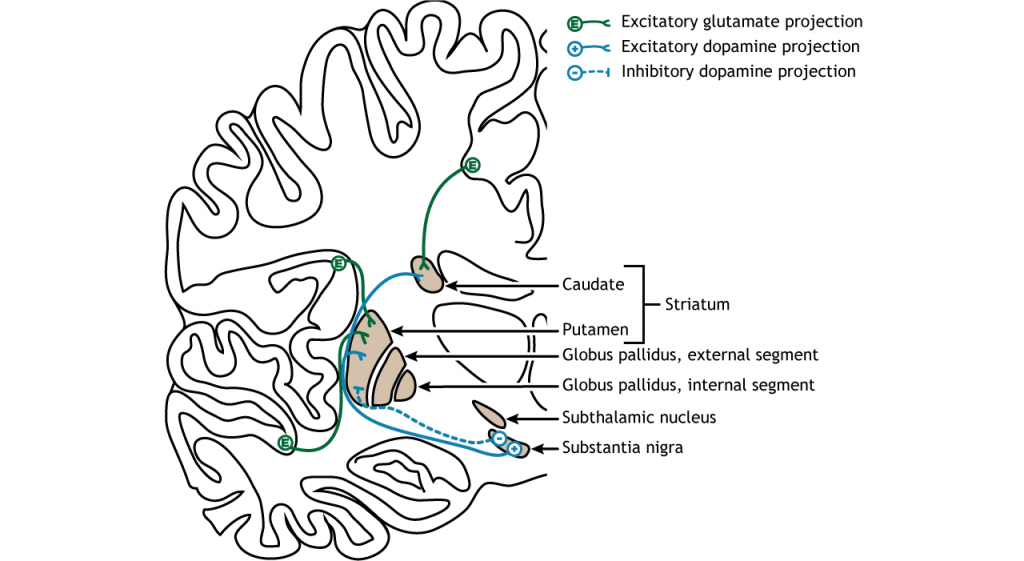 Illustration of input to the basal ganglia. Details in caption and text.