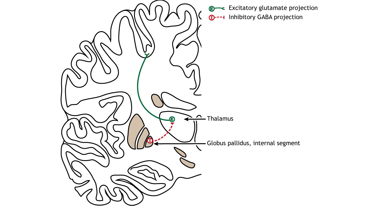 Basal Ganglia Introduction to Neuroscience