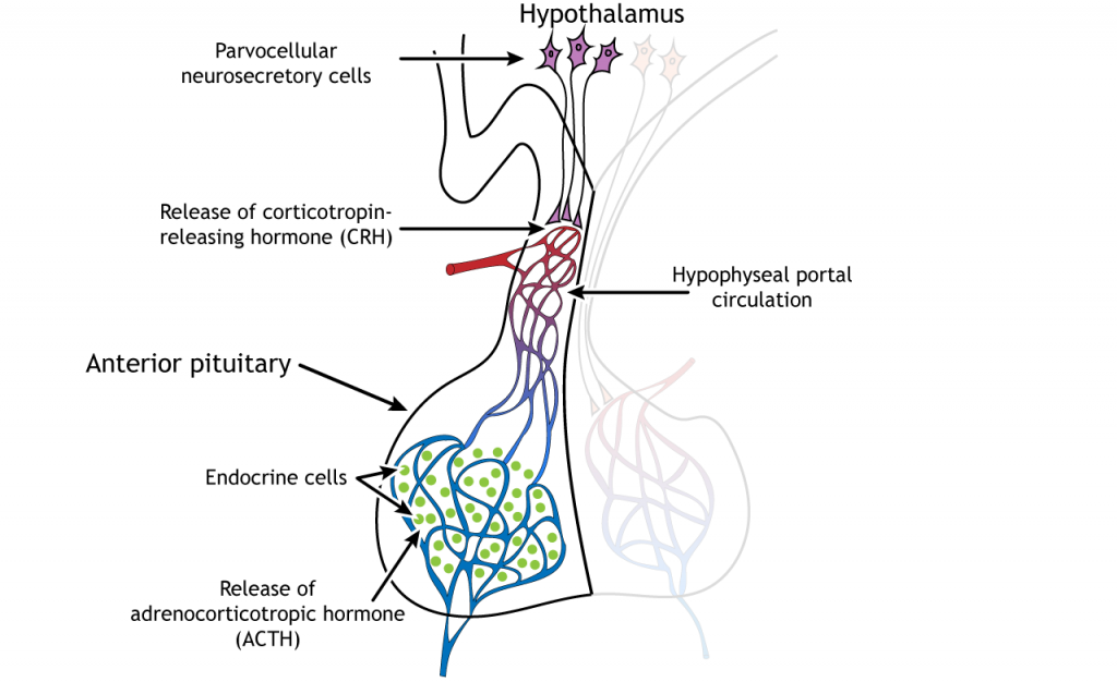 Illustration showing stress hormone release from the hypothalamus and pituitary. Details in caption and text.