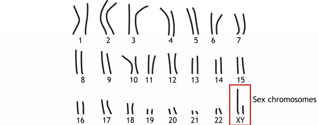 22 pairs of autosomal chromosomes and 1 pair of sex chromosomes. Details in text and caption.