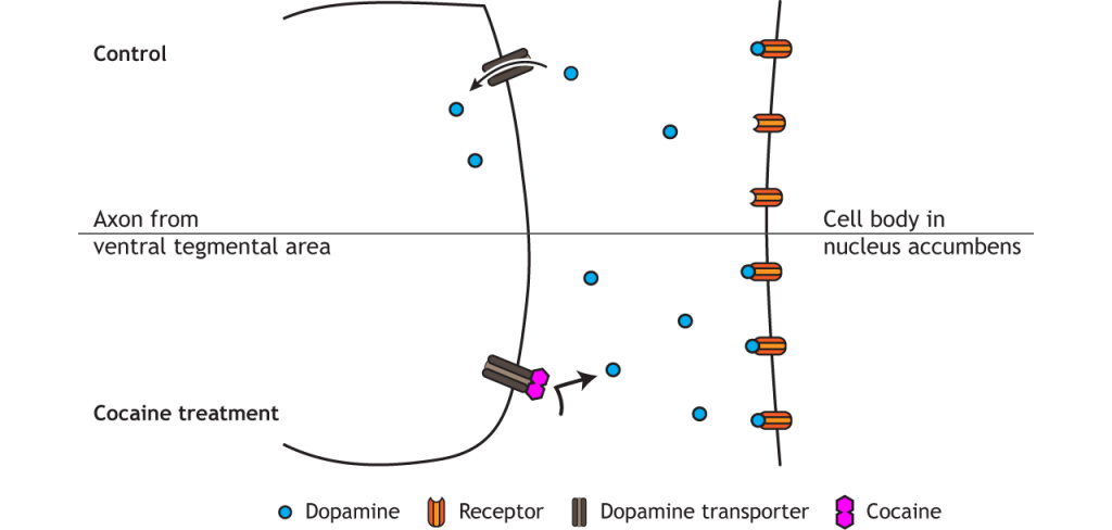 Illustration of cocaine action in a synapse. Details in text and caption.