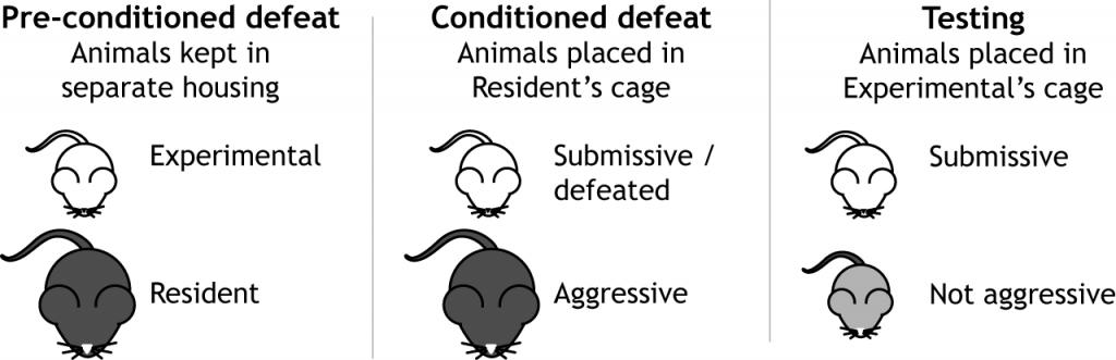 Illustration of the conditioned defeat paradigm. Details in text and caption.