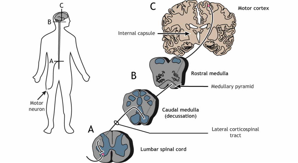 Illustration of the descending corticospinal motor tract. Details in caption.