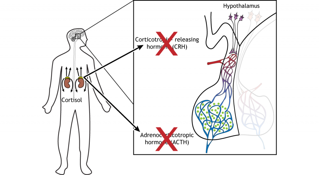 Illustration of cortisol inhibiting release of CRH and ACTH from the brain. Details in caption and text.
