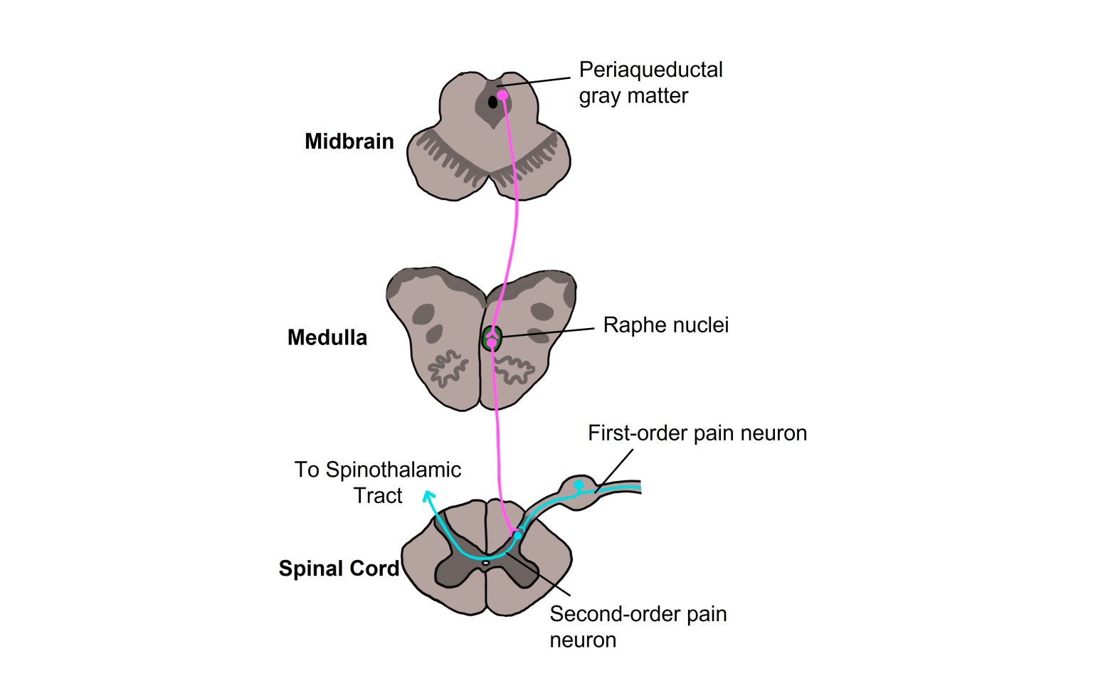 Pain and Nociception Introduction to Neuroscience