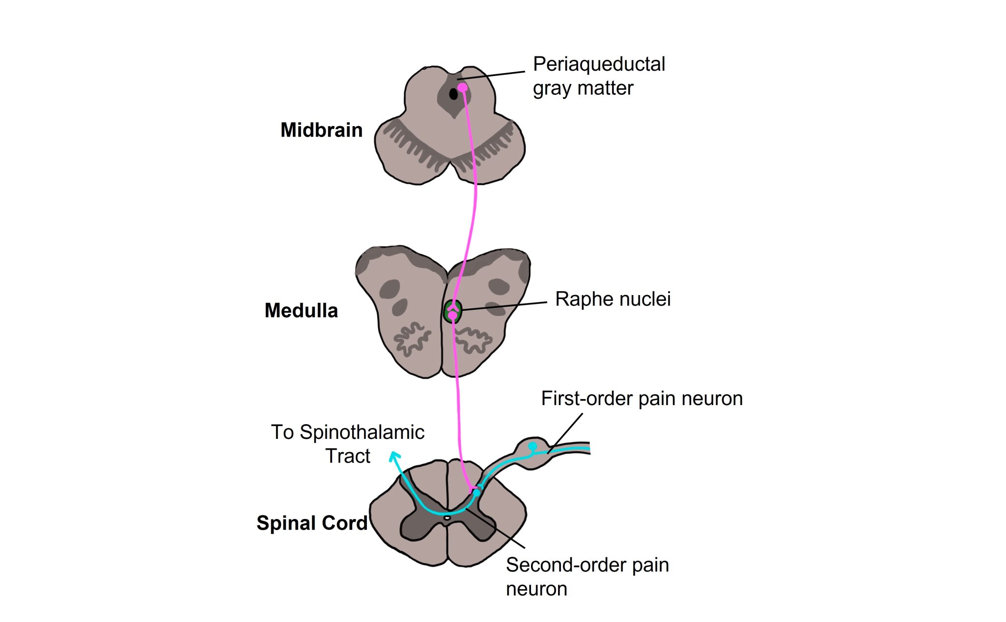 Pain and Nociception Introduction to Neuroscience