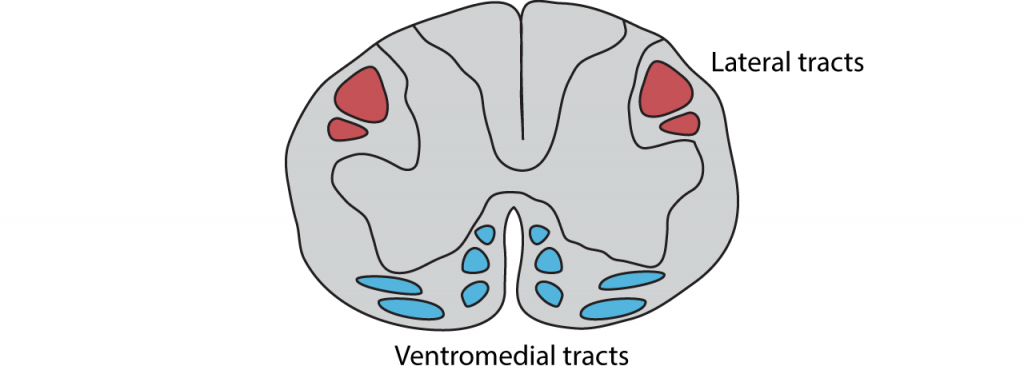 Illustration of a spinal cord with motor tracts. Details in caption.