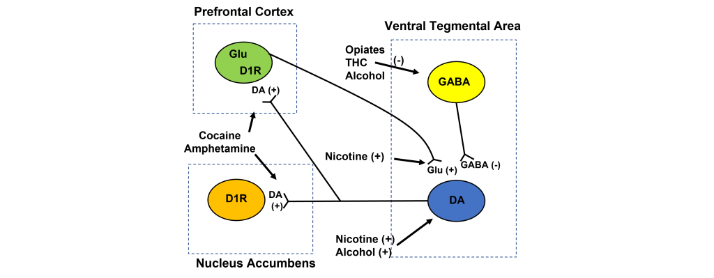 Model of mesolimbic circuitry showing the site of action for different drugs of abuse. Details in caption and text.