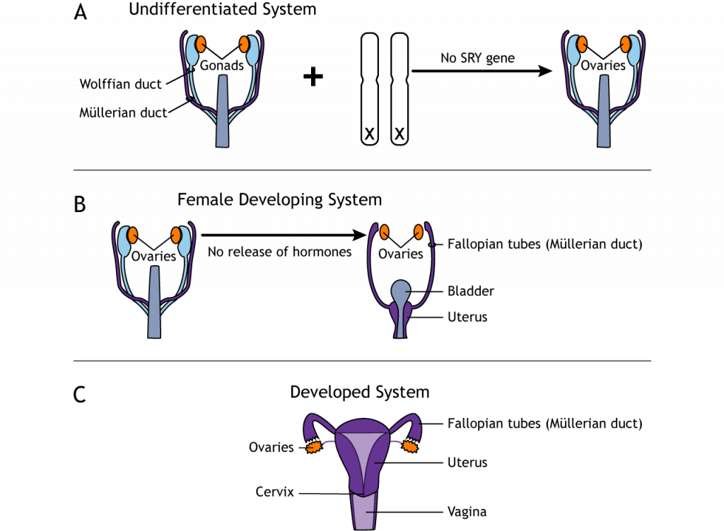 Development of the female reproductive system. Details in text and caption.