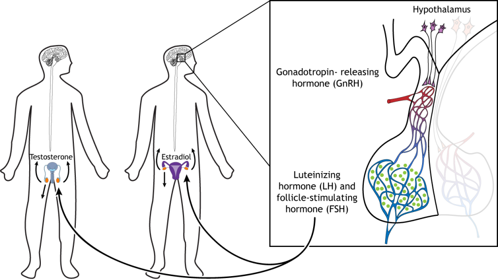 Illustration showing LH and FSH release from the pituitary causing hormone release from the gonads. Details in caption and text.