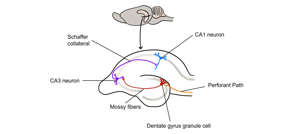 Image showing the different cells and connections within the hippocampus. Details in caption and text.
