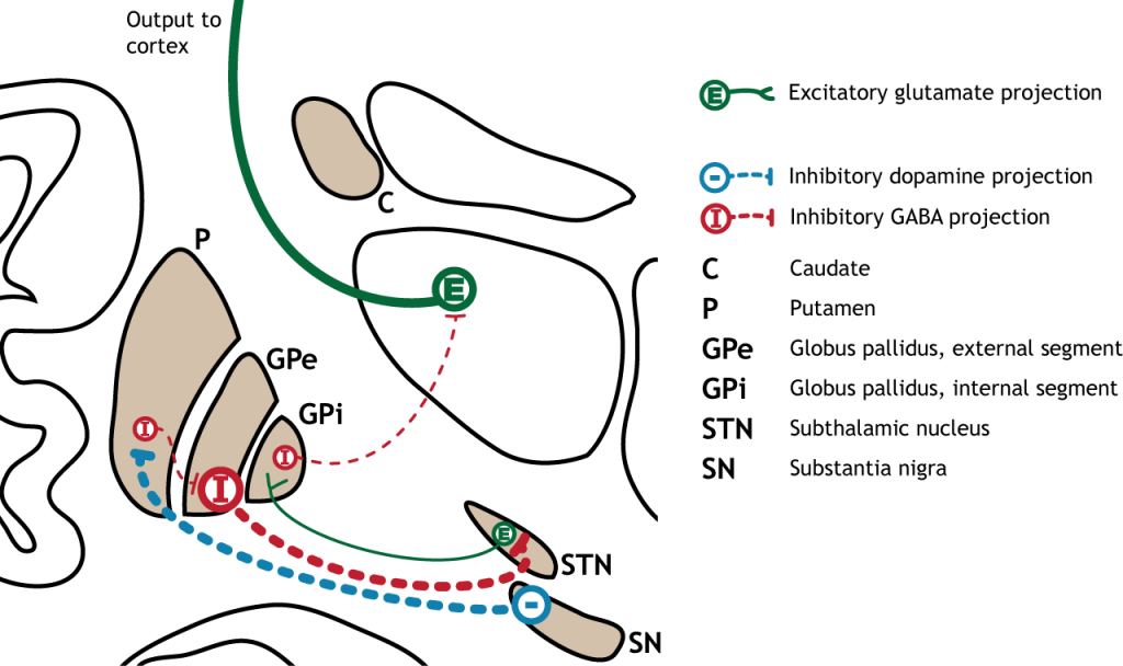 Illustration of synaptic changes in the indirect pathway as a result of inhibition from the substantia nigra. Details in caption and text.