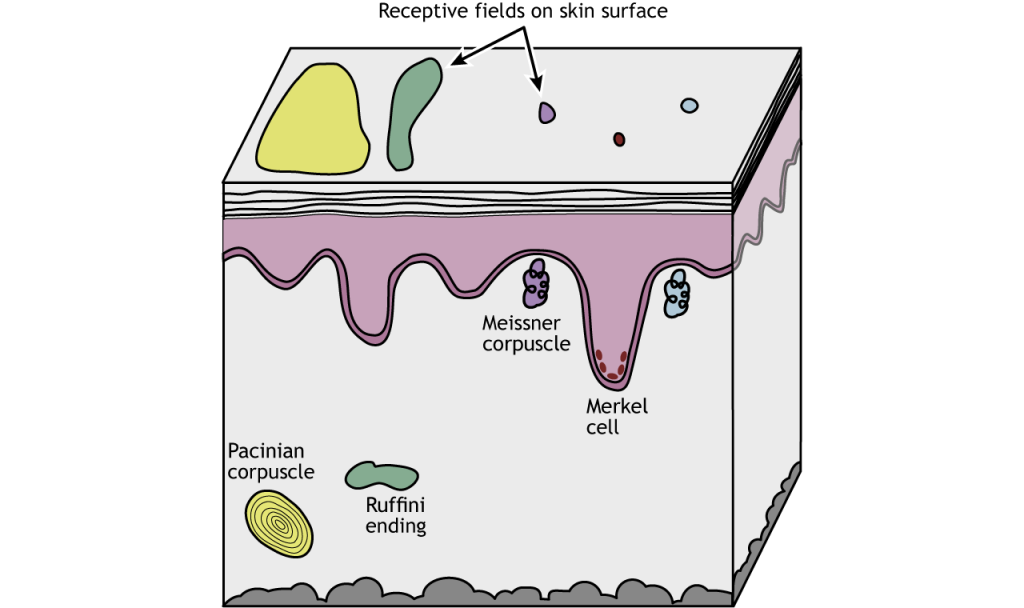 Illustration of mechanoreceptors and relative receptive field sizes. Details in caption.