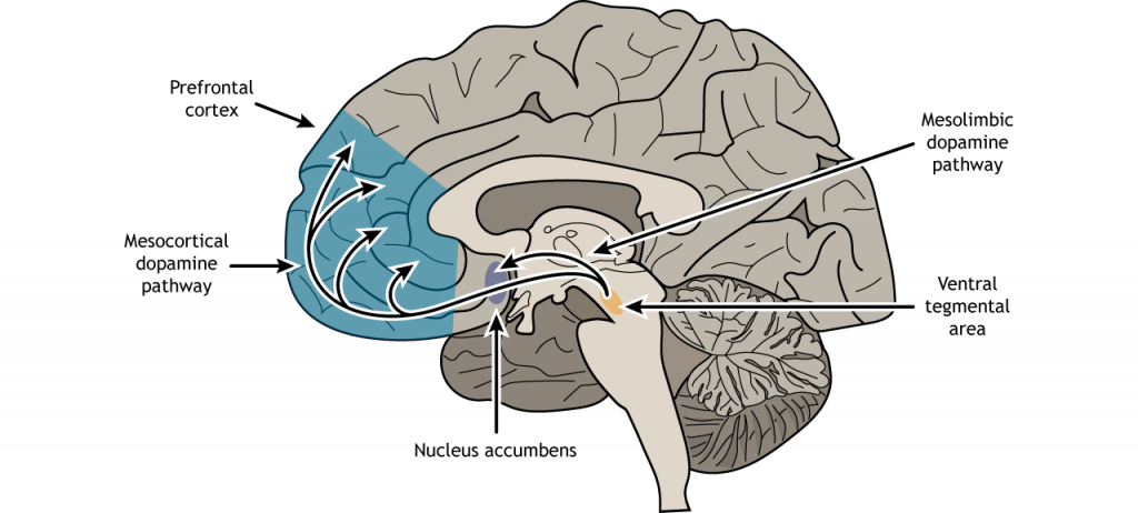 Illustration of a sagittal section of the brain showing the dopamine pathways from the ventral tegmental area. Details in text and caption.