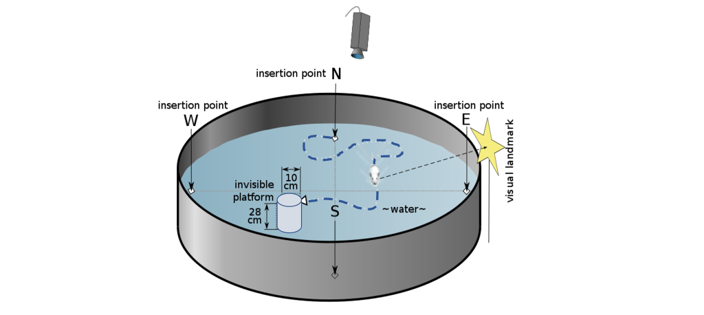 A Morris water maze is used to test spatial navigation and hippocampal function. Details in caption and text.