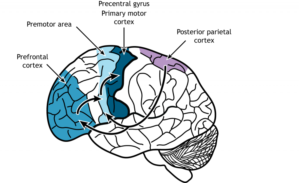 Illustration of the brain showing an information pathway from the posterior parietal frontal lobe. Details in caption.