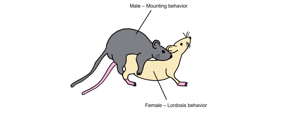 Image of a male and female rat engaging in sexual behavior. Details in caption and text.