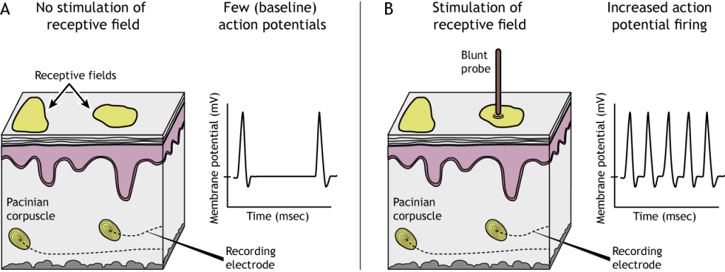 Illustration of mechanoreceptor receptive fields with and without stimulation. Details in caption.